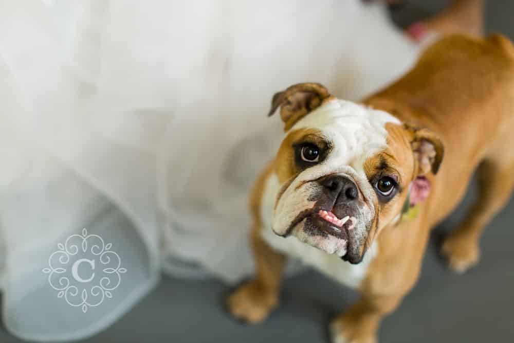 Dog Wedding Ideas