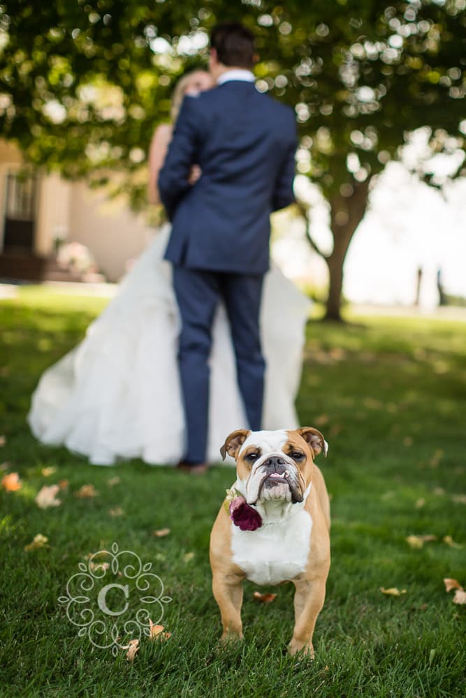 Dog Wedding Ideas